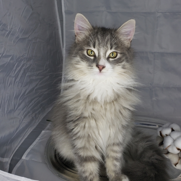 Meet your Posher, JoJo - Picture 2 of 3